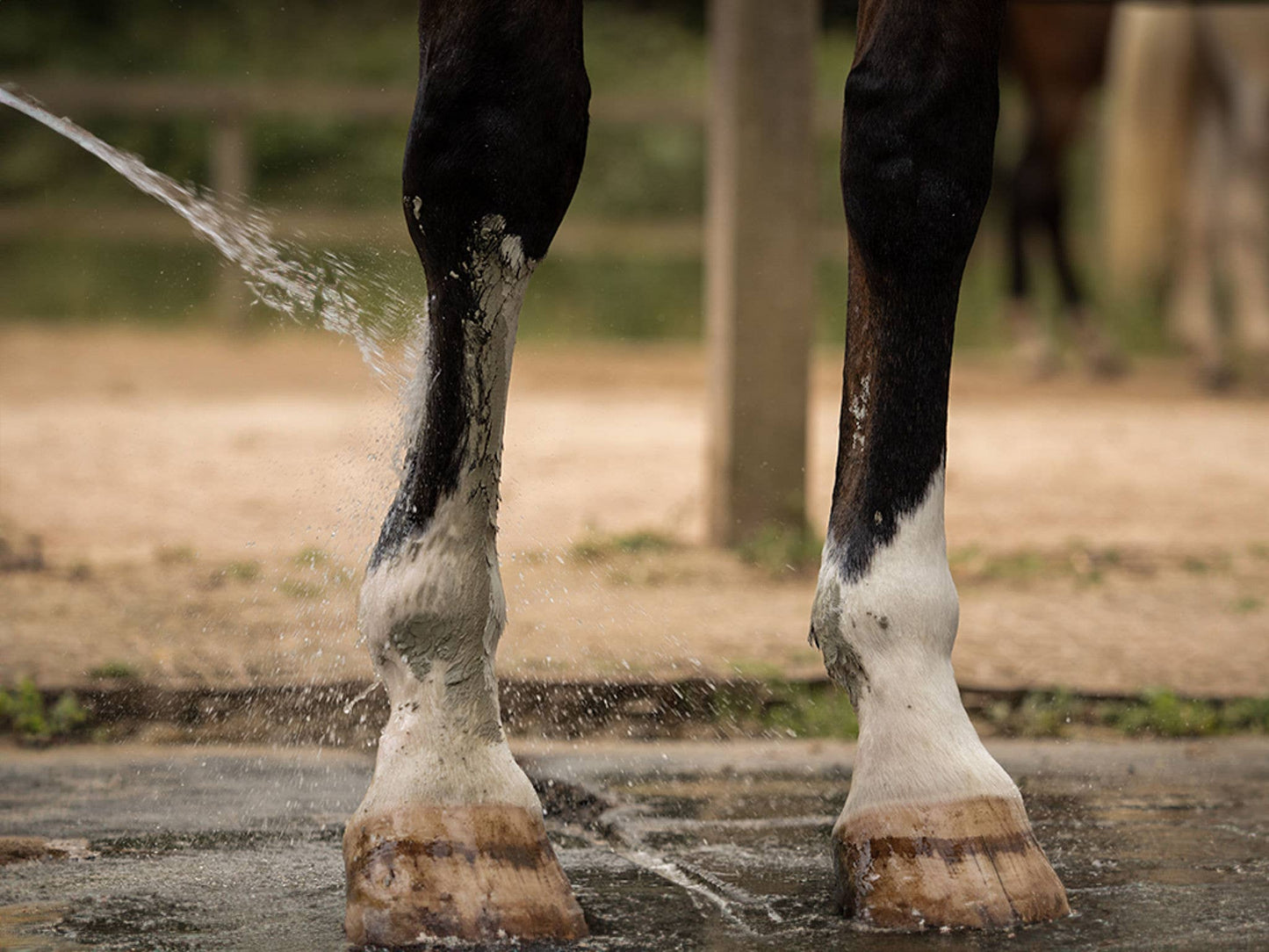 Nellumbo - Argile pour chevaux - Drainage & Détox - 1,5KG